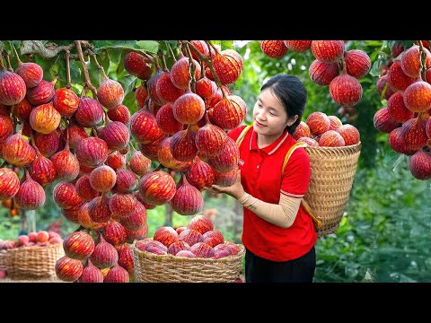 Harvesting Many Biggest Fig In the Forest Goes To Market Sell | Making Bamboo Flower Basket With Mom