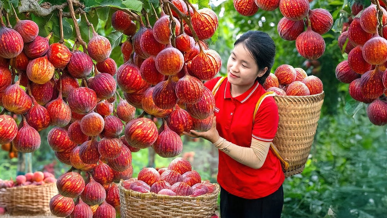 Harvesting Many Biggest Fig In the Forest Goes To Market Sell | Making Bamboo Flower Basket With Mom