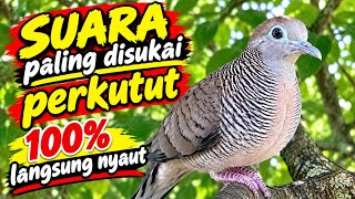 Perkutut Lokal Gacor Suara Besar Pancingan Burung Perkutut Agar Cepat Bunyi.