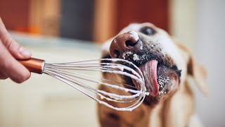 Can Dogs Eat Whipped Cream?🐾🐾🐾