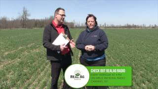 Wheat School: Weedy Wheat