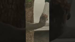 Squirrel eating peanuts!