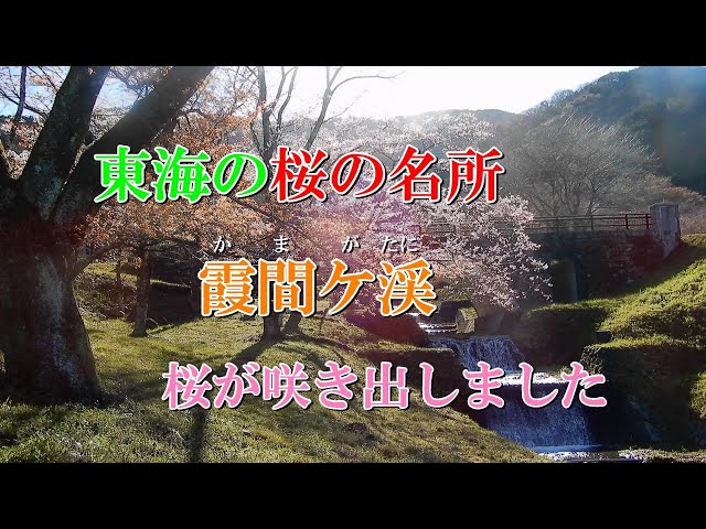 東海の桜の名所 霞間ケ渓 桜が咲き出しました - YouTube