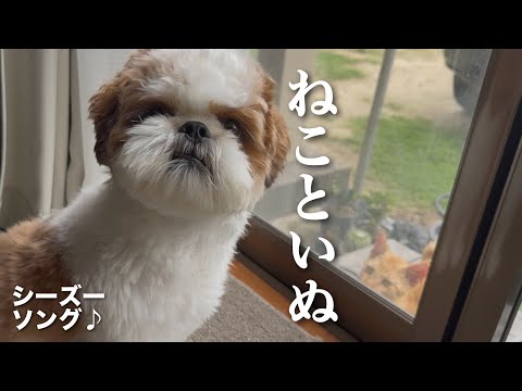 【シーズー】ねこといぬ♪ 吠えない犬が我慢できずに...w