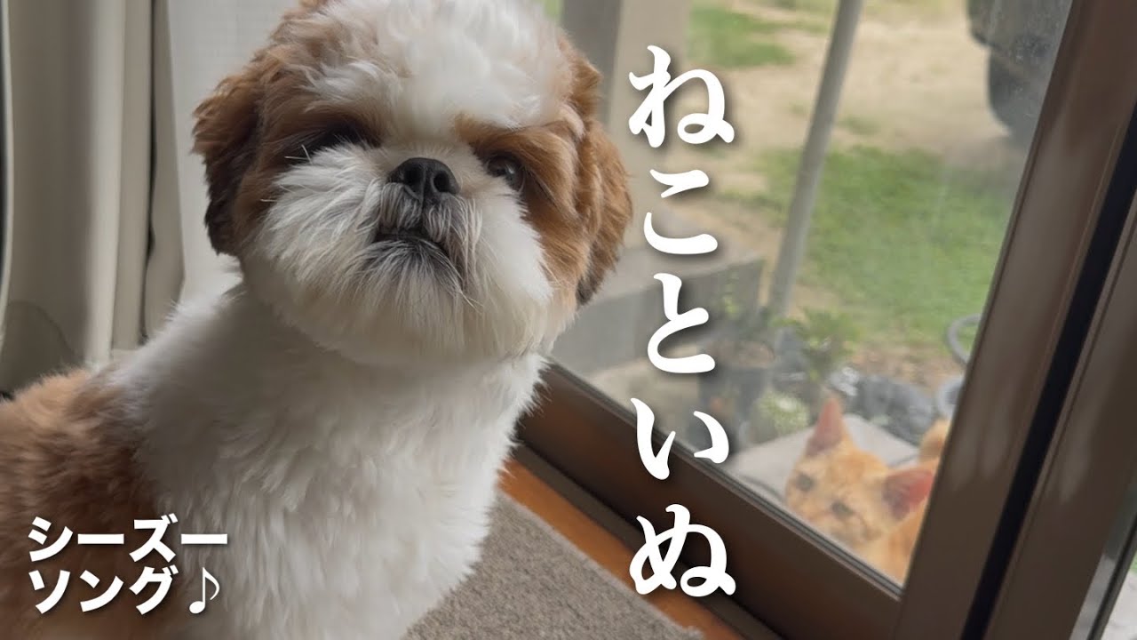 【シーズー】ねこといぬ♪ 吠えない犬が我慢できずに...w