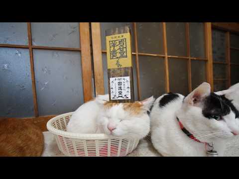 うずまきLIVE配信？　放置？　2026年2月22日