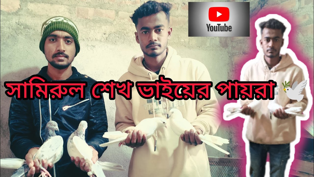 সামিরুল শেখ ভাইয়ের কিছু সেরা পায়রা । || Samirul sk vaika Kuch top quality kabutar ka video 🎉📸 