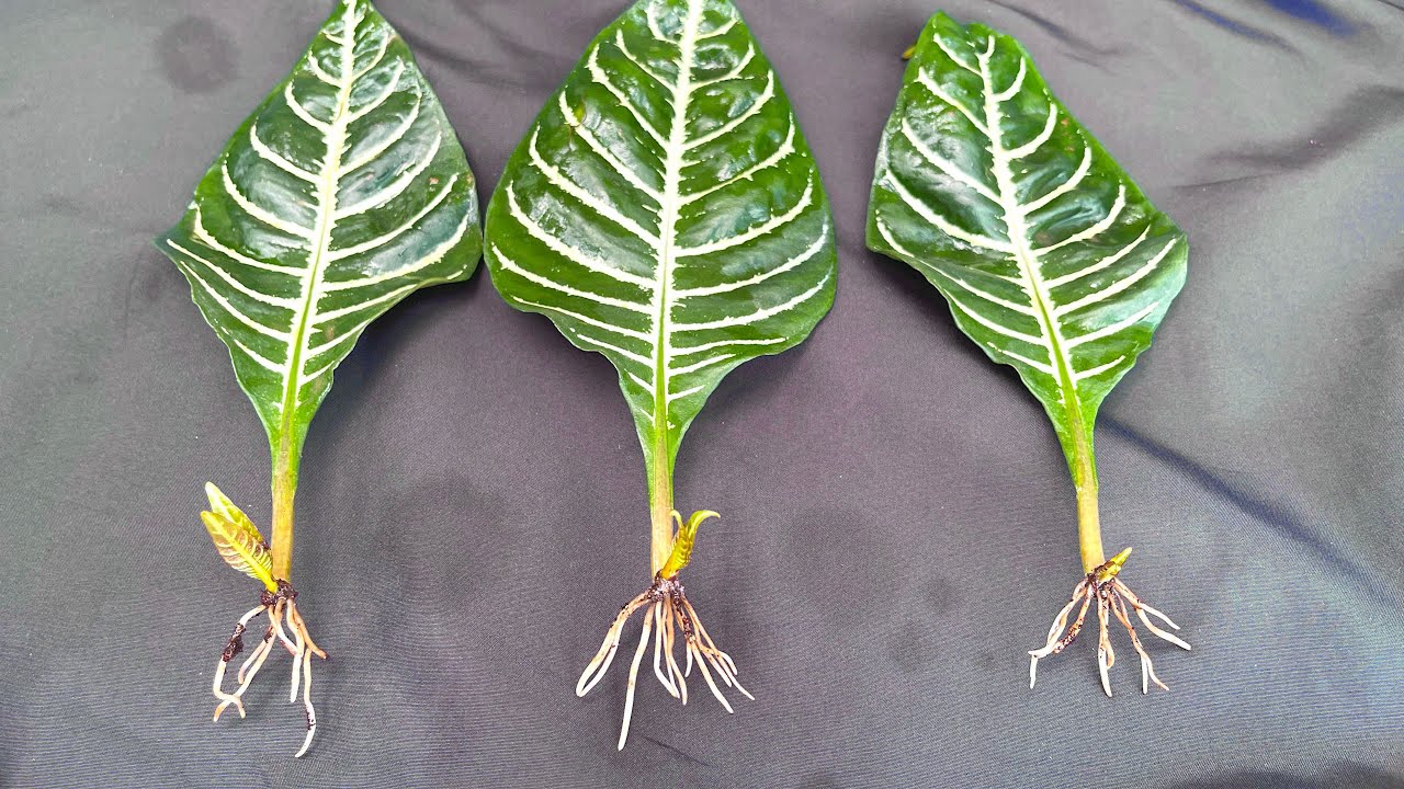 How to grow Zebra Plant with leaves | Alphelandra squarrosa