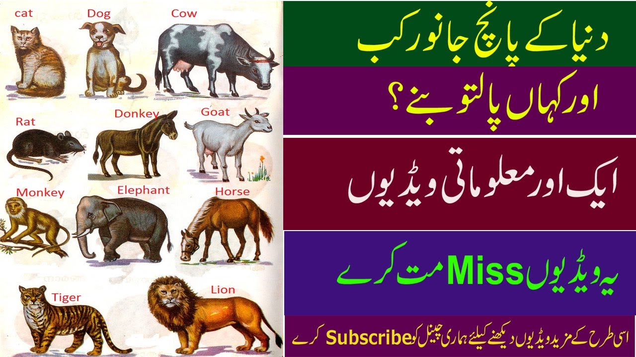 5 When and where did animals pets ll Kashi TV YouTube