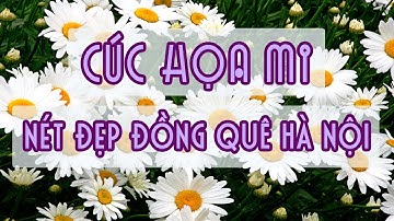 Cúc Họa Mi Hà Nội
