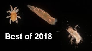 10  Of The Best Microscopy Clips Of 2018