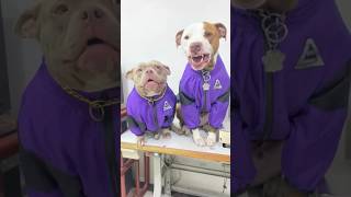 el estilo no se improvisa ya viste este nuevo video dale like #lineaenergetik #krazydoggy #mascotas