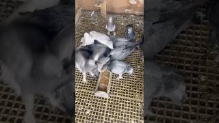 Sabah Yemlemesi̇ Herkes Aceleci̇ Şfet