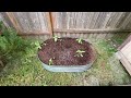 May 26 2026 Plants And Stuff 