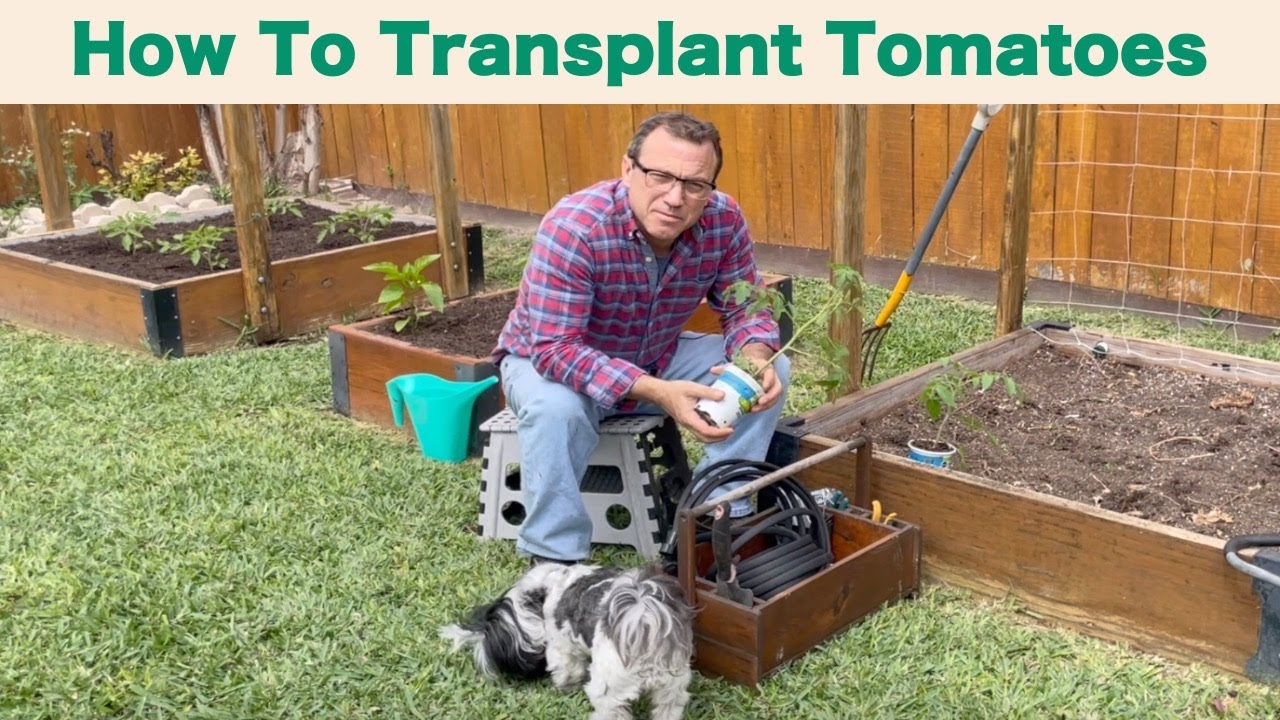How to Transplant Tomato Plants