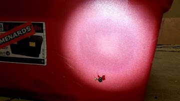 Triangulate Cobweb Spider