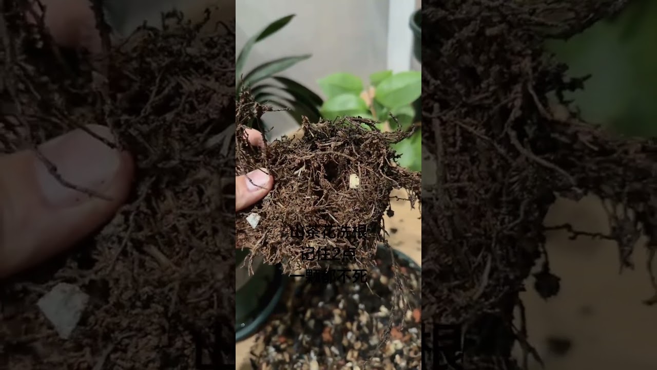 Master the Art of Camellia Root Washing: Perfect Soil First