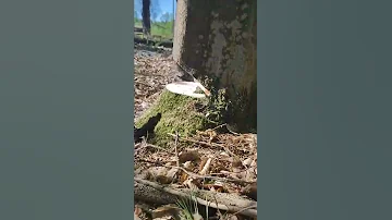 Валка дерева