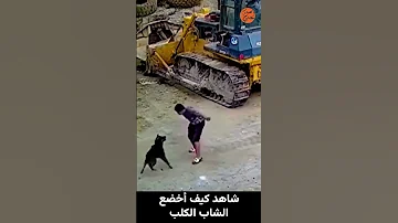 شاب شجاع سيطر على كلب هاجمه بسهولة 