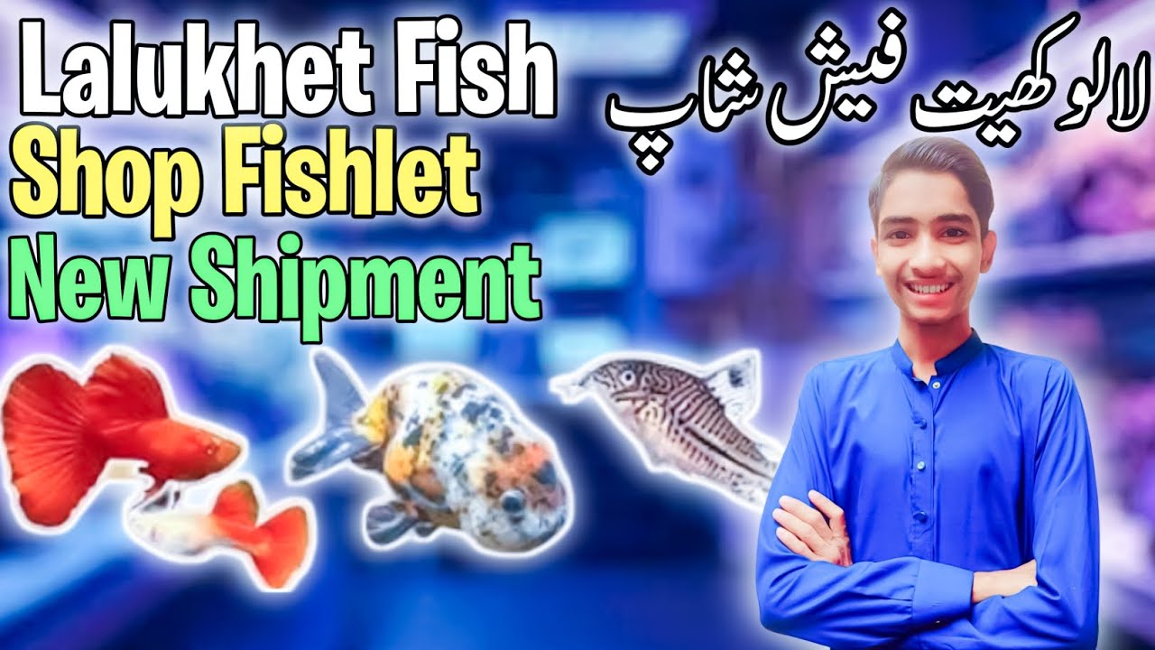 Lalukhet Fish Market Price Update | Cheapest Fish Market | Exotic And fancy Fishes | Ok Pets Men 