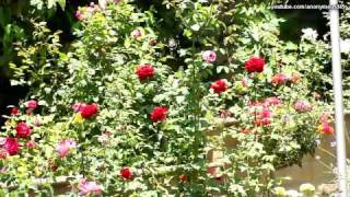 Sony Cyber-shot DSC-H20 Camera Sample Pictures and Video