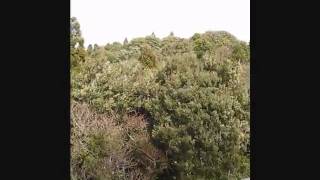 20100321-8J1AXA_very_heavey_wind.wmv