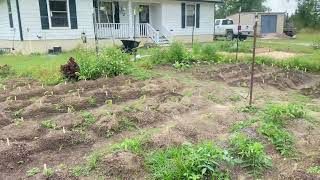 2023 Spring/Summer Garden 123 TOMATO PLANTS! NW Florida