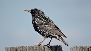 Скворец. Весенняя песня скворца. ( Sturnus vulgaris )