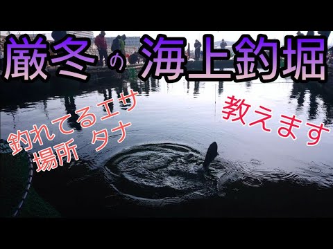 海上釣り堀 ぽーと田尻 さん ２月の海上釣堀は厳しい リアルな情報とポイントを教えます Youtube