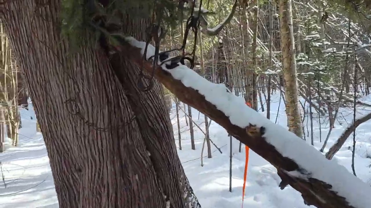 Checking traps on my wilderness trapline in the Upper Peninsula of Michigan