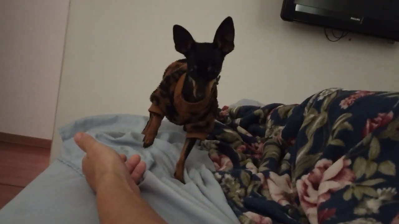 Tente não se APAIXONAR 