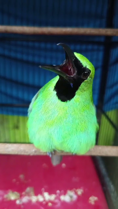 cucak ijo tembakan kasar #cucakijo #kicaumania #muraibatu