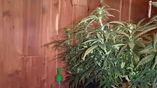 cherry pie (ilgm) 3rd gen after training and defoliation