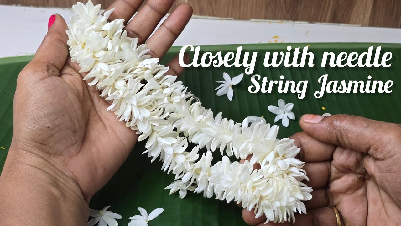 Jasmine flowers Closely with needle |Different and easy way to string |malaforgod ||BridalJasmine 