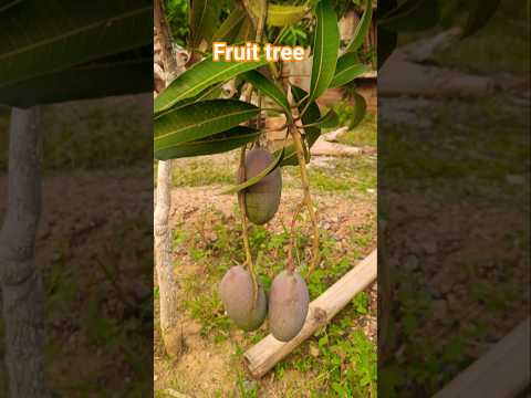 fruit tree//mango//plants//#viral #ytshorts #mango