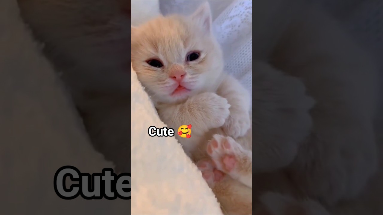 Cute kitty 🥰. 