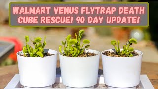 Walmart Venus Flytrap Death Cube Rescue 90 Day Update: My Venus Flytraps From Walmart Are Growing!