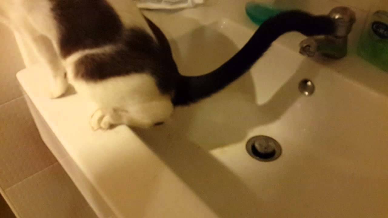 Omg I Caught My Cat Peeing In The Sink