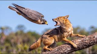 90 Days Cruel Survival | Peregrine Falcon From Egg to Adulthood | Wildlife Documentary