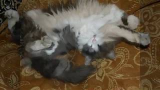 */*#СМЕШНЫЕ КОШКИ*/* КОТ ПРИКОЛ*/* КАК спят КОТЫ*/* */*#СМЕШНЫЕ КОШКИ*/* КОТ ПРИКОЛ*/* КАК спят КОТЫ*/*