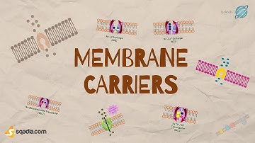 Membrane Carriers Structure and Functions | Cell Biology Transport Proteins