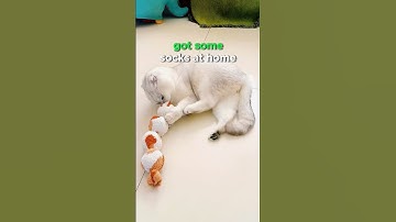 DIY cat toy from an old sock? Your cat will go crazy for this! 🐾Comment ‘Need more tips!’ #cat