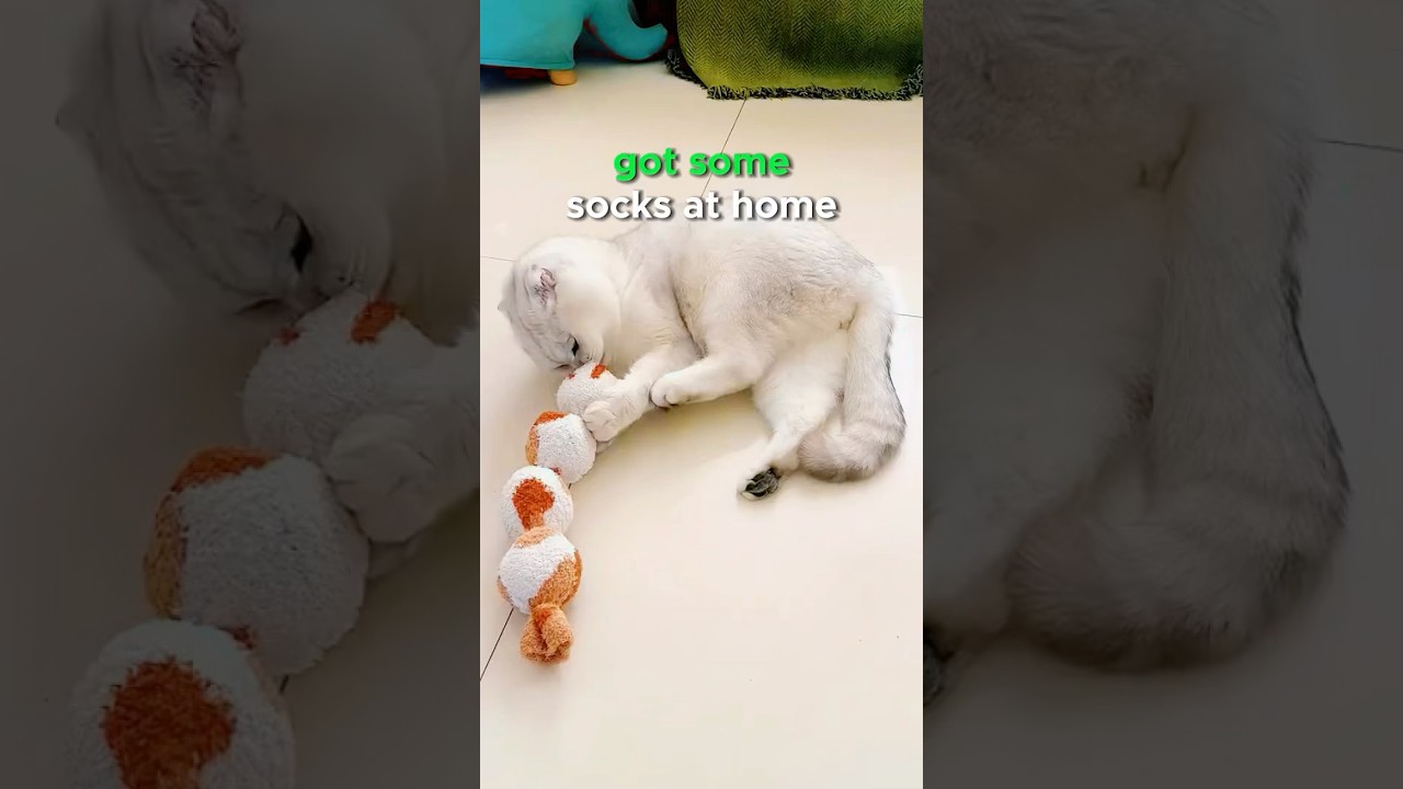 DIY cat toy from an old sock? Your cat will go crazy for this! 🐾Comment ‘Need more tips!’ 