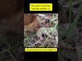 #shorts #shortvideo #animals #koala #cat #dog #pets #happy #funny #mother #love #cute