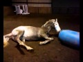 Horse can&#39;t get up after rolling