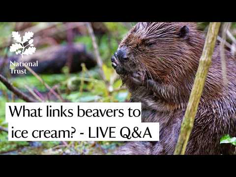 What links beavers to ice-cream? - our experts answer ALL your questions, LIVE