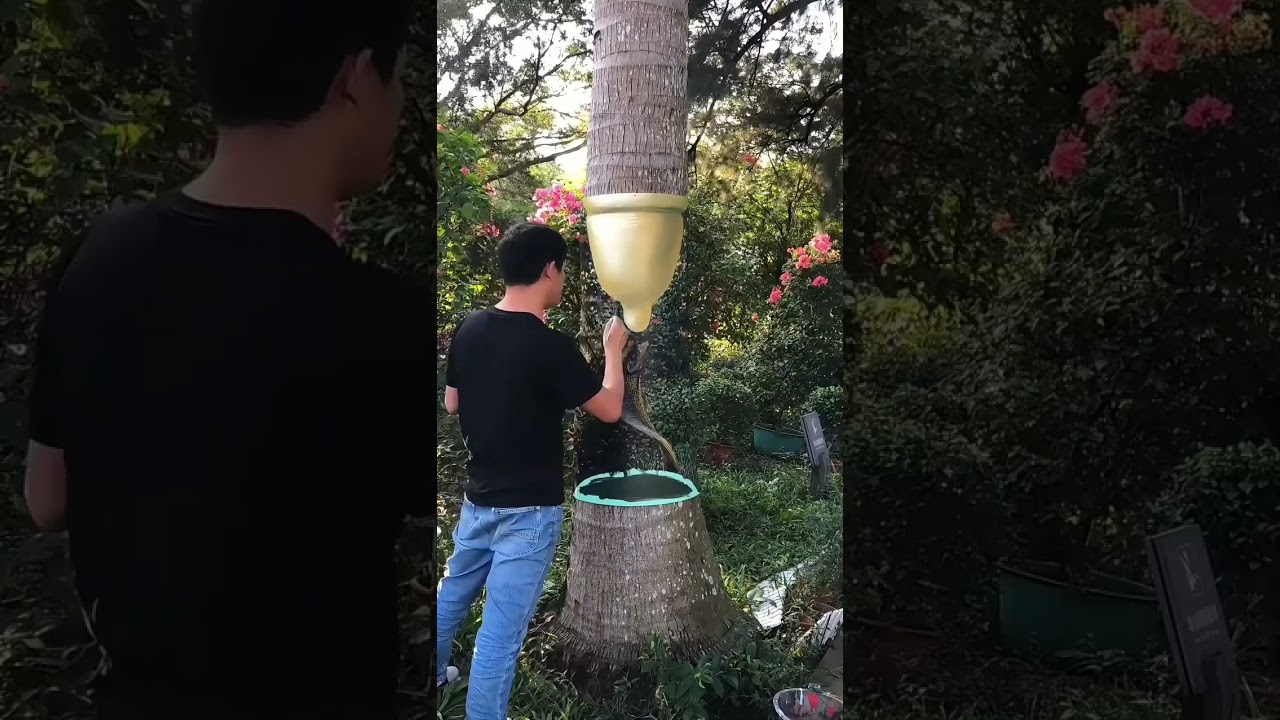 painting  on the tree.