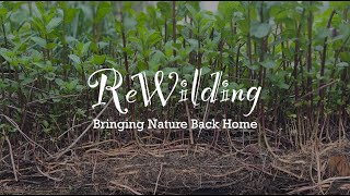 ReWilding. Bringing Nature Back Home.