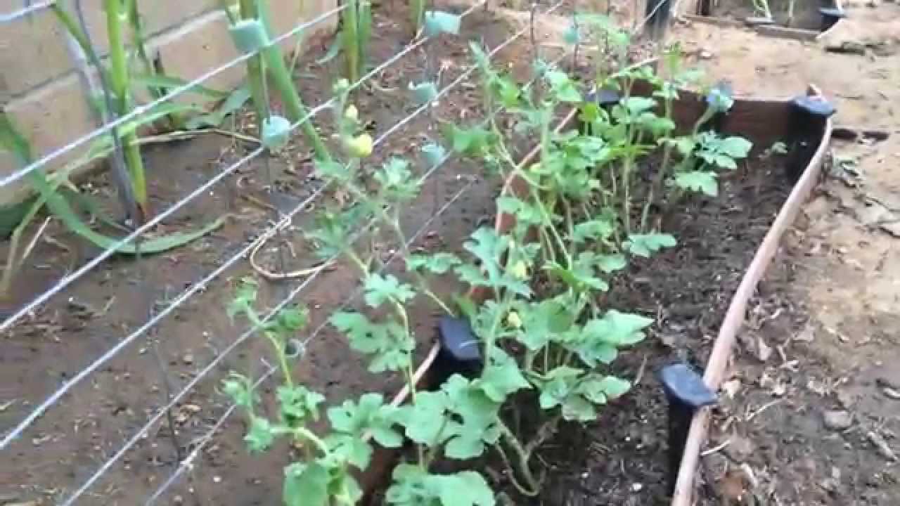 High Density Espalier Gardener Melons and Watermelons growing
