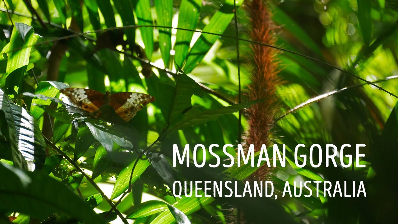 Mossman Gorge - swimming & hiking - Queensland, Australia